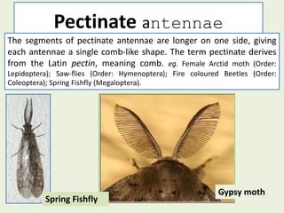 Pectinate Spur Insect ANTENNAE.pptx