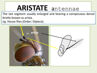 ANTENNAE.pptx