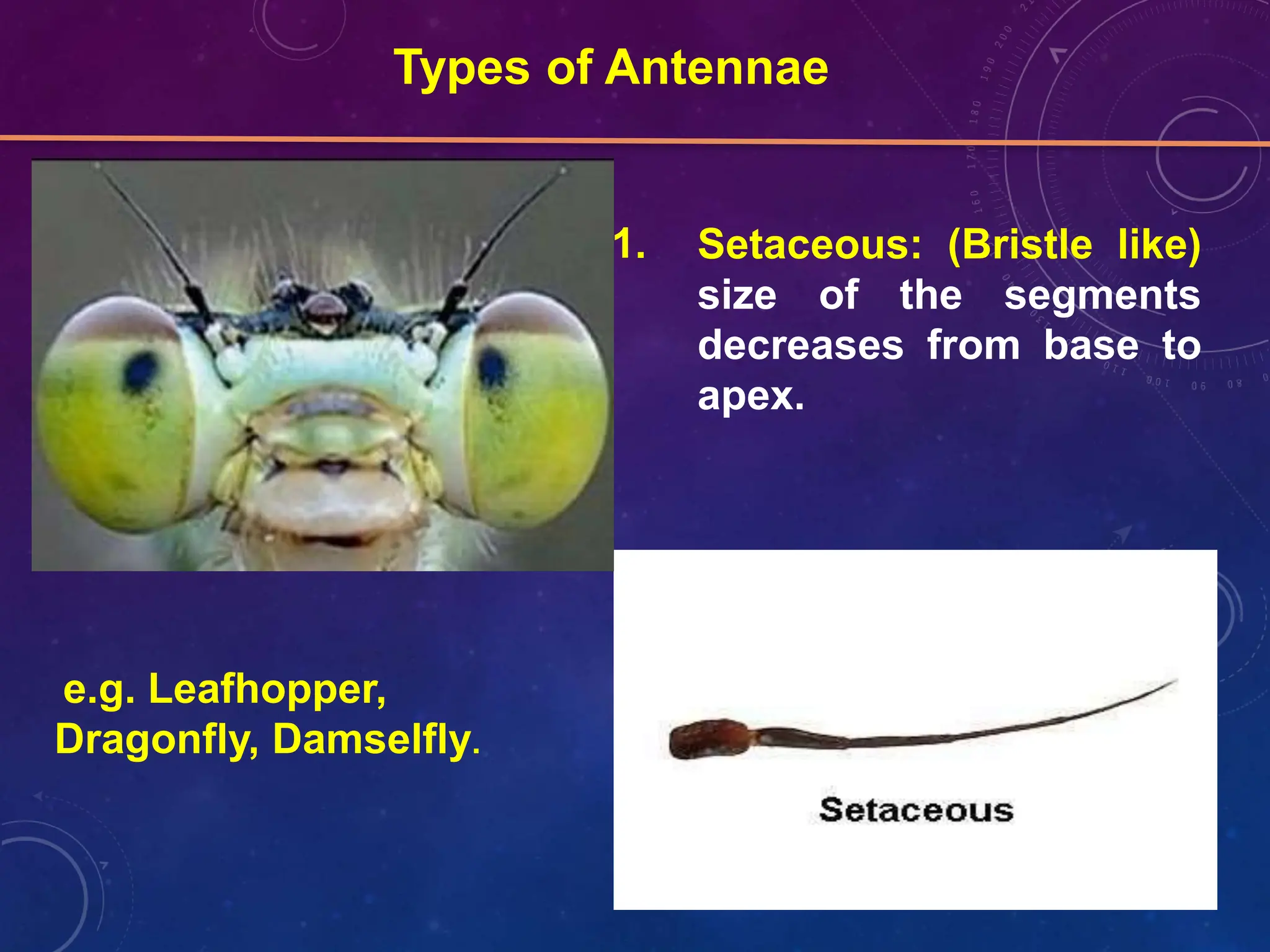 Structure and modification of Antennae.pptx