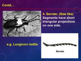 Contd…
e.g. Longicorn bettle
4. Serrate: (Saw like)
Segments have short
triangular projections
on one side.
 