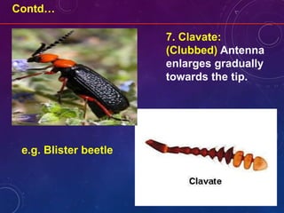 Contd…
e.g. Blister beetle
7. Clavate:
(Clubbed) Antenna
enlarges gradually
towards the tip.
 
