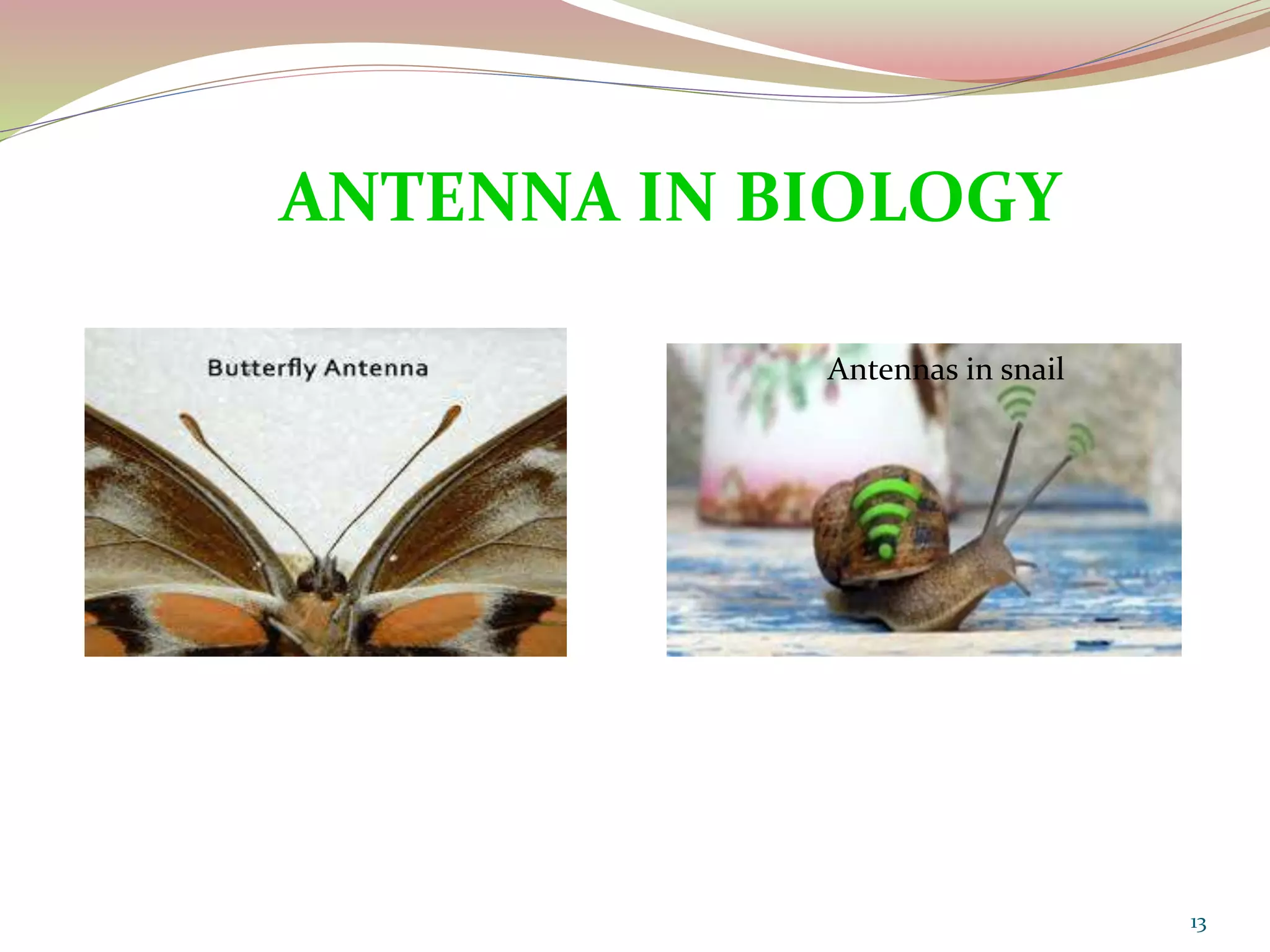 13
Antennas in snail
ANTENNA IN BIOLOGY
 