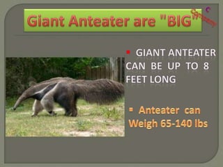 Antenter