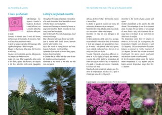 [ 20 ] [ 21 ]
Sull’arcipelago lus-
signano è invalsa la
tradizione di indicare
i mesi dell’anno con
i profumi delle erbe,
dei fiori e delle pian-
te locali.
Gennaio e febbraio sono i mesi del limone,
dell’arancia e del mandarino. Il rosmarino, l’allo-
ro e l’eucalipto profumano marzo.
In aprile si spargono gli odori dell’asparago, della
cipollina lussignana e della borragine.
Maggio ha il profumo della salvia, del finocchio
e dell’ortica.
Giugno è profumato dalla ginestra, dalla lavanda,
dal perpetuo e silente muschio.
Luglio è il mese della bougainville, della menta
e del silene, agosto dell’oleandro, del nespolo
e del fico; settembre della zizola (giuggiola),
I mesi profumati Lošinj’s perfumed months
Throughout the Lošinj archipelago it is tradition-
al to mark the months of the year with the scent
of herbs, flowers and local plants.
January and February are marked by lemon, or-
ange and mandarin. March is scented by rose-
mary, laurel and eucalyptus.
April is filled with the scent of asparagus, local
onions and borage.
May is flavoured with sage, fennel and nettle.
June is marked with Scotch broom, lavender
and the silent, endless moss.
July is the month of cherry blossom and mint,
August of oleander, medlar and figs.
September is the month of the red date, grapes,
barbary fig and samphire.
In October the air is filled with the scent of myr-
tle, strawberry and pomegranate.
November is the month of the olive, the wild
rose and quince.
December is the month of pine, juniper and
agave.
Another characteristic of the island is the mild
climate. The archipelago is one of the sunniest
areas in Europe. The sun shines for an average
of seven hours a day, but in summer this av-
erage rises to ten hours. In one year there are
2600 hours of sunlight.
The temperature varies from 7.9 degrees in
winter to 24.4 in July (as a comparison, the
temperature in Naples varies between 3.6 and
32.8 degrees). The sea temperature fluctuates
between a minimum of 8 and a maximum of
23.6 degrees. The wind star includes the mistral
(north-west), the sirocco (warm south-east)
and the bora (north to north-eastern).
As for the western Adriatic coast, the highest
winter temperature is 2-2.5 degrees and the
lowest summer temperature ranges from 0.5-
1.5 degrees.
dell’uva, dei fichi d’India e del finocchio marino
o fenunculum.
In ottobre si spande il profumo del mirto, del
corbezzolo, del terrasico e dei melograni.
Novembre è il mese dell’ulivo, della rosa selvati-
ca o rosa canina e della mela cotogna.
Dicembre è il mese del pino, dell’agave e del
ginepro.
Un’altra caratteristica delle isole che ci accingia-
mo a visitare è la mitezza del clima: la micronesia
è tra le più soleggiate aree geografiche in Euro-
pa. In media il sole splende sette ore al giorno,
ma in estate la media sale fino a dieci ore. In un
anno sono 2600 ore di sole.
Si va dai 7,9 gradi di temperatura dell’aria in in-
verno ai 24,4 di luglio (a Napoli, per esempio,
si va dai 3,6 ai 32,8 gradi). La temperatura del
mare varia da un minimo di 8 a un massimo di
23,6 gradi. La rosa dei venti conosce il maestrale,
lo scirocco e la bora.
Rispetto alla costa occidentale adriatica, qui d’in-
verno la temperatura è più alta di 2-2,5 gradi e
d’estate più bassa di 0,5-1,5 gradi C.
La micronesia di Lussino Nel mare delle mille isole | The sea of a thousand islands
In queste pagine: La ricca vegetazione insulare / The rich island vegetation
 