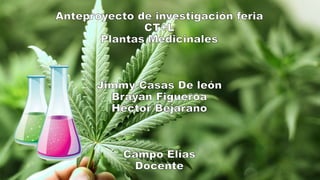Anteproyecto plantas medicinales