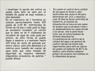 
investigar la opción del cultivo en
jaulas, para esto se opto por el
modelo de jaulas de bajo volumen y
alta densidad.
En un reservorio de 1 hectárea se
colocan perfectamente hasta 100
jaulas de 2.25 M3
, distribuidas de
forma de tal que a cada jaula le llega
un excelente recambio, se calcula
que lo ideal es de 5 volúmenes de
recambio de agua de cada jaula por
minuto, de esta forma se puede
llegar a sembrar y a sostener hasta
120 kilos de carne de pescado por
metro cúbico ,esta alta densidad y el
relativo poco tamaño del cuerpo de
agua hace que como margen de
seguridad se requiera mantener
disponibles aireadores de paletas “
paddle Wheel .

En cuanto al control de la calidad
de las aguas se llevan a cabo
mediciones dos veces al día para
determinar pH, O.D. y amoniaco,
cada 15 días se llevan controles de
biometría, el sistema de
alimentación se hace en una canoa
de madera que no produce ruido y
su desplazamiento no causa stress
a los peces, vale la pena hacer
notar que en estos modelos de
altísima densidad las
circunstancias de control de la
calidad del agua y en general de
confort del pez se hacen más
importantes, para esto se cubren
las jaulas con saharan de 80 % de
sombra, esto elimina cualquier
peligro de excesivo nerviosismo en
la comunidad de peces.
 