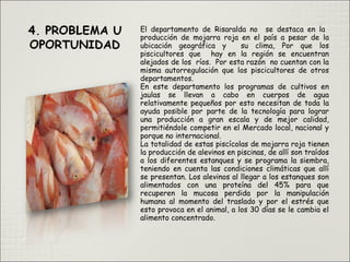 El departamento de Risaralda no se destaca en la
producción de mojarra roja en el país a pesar de la
ubicación geográfica y su clima, Por que los
piscicultores que hay en la región se encuentran
alejados de los ríos. Por esta razón no cuentan con la
misma autorregulación que los piscicultores de otros
departamentos.
En este departamento los programas de cultivos en
jaulas se llevan a cabo en cuerpos de agua
relativamente pequeños por esto necesitan de toda la
ayuda posible por parte de la tecnología para lograr
una producción a gran escala y de mejor calidad,
permitiéndole competir en el Mercado local, nacional y
porque no internacional.
La totalidad de estas piscícolas de mojarra roja tienen
la producción de alevinos en piscinas, de allí son traídos
a los diferentes estanques y se programa la siembra,
teniendo en cuenta las condiciones climáticas que allí
se presentan. Los alevinos al llegar a los estanques son
alimentados con una proteína del 45% para que
recuperen la mucosa perdida por la manipulación
humana al momento del traslado y por el estrés que
esto provoca en el animal, a los 30 días se le cambia el
alimento concentrado.
 