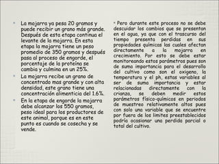 
La mojarra ya pesa 20 gramos y
puede recibir un grano más grande.
Después de esta etapa continua el
levante de la mojarra. En esta
etapa la mojarra tiene un peso
promedio de 350 gramos y después
pasa al proceso de engorde, el
porcentaje de la proteína se
cambia y culmina en un 25%.

La mojarra recibe un grano de
concentrado mas grande y con alta
densidad, este grano tiene una
concentración alimenticia del 1.6%.

En la etapa de engorde la mojarra
debe alcanzar los 550 gramos,
peso ideal para los productores de
este animal, porque es en este
punto es cuando se cosecha y se
vende.

Pero durante este proceso no se debe
descuidar los cambios que se presentan
en el agua, ya que con el trascurso del
tiempo presenta perdidas en sus
propiedades químicas las cuales afectan
directamente a la mojarra en
crecimiento. Por esto se debe estar
monitoreando estos parámetros pues son
de suma importancia para el desarrollo
del cultivo como son el oxigeno, la
temperatura y el ph, estas variables al
ser de suma importancia y estar
relacionadas directamente con la
crianza, se deben medir estos
parámetros físico-químicos en periodos
de muestreo relativamente altos pues
con solo una variable que se encuentre
por fuera de los limites preestablecidos
podría ocasionar una perdida parcial o
total del cultivo.
 