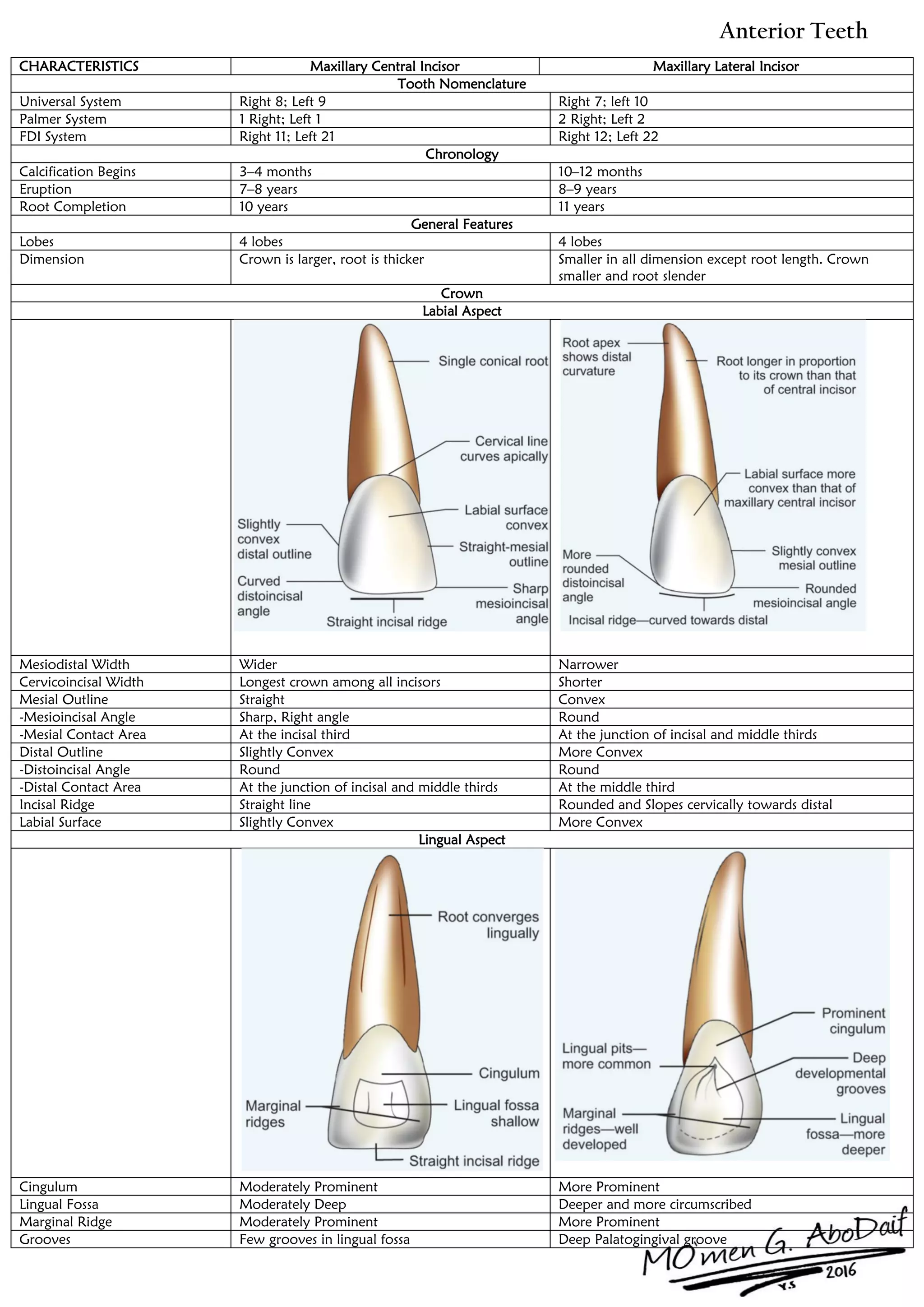 The Anterior Teeth | PDF