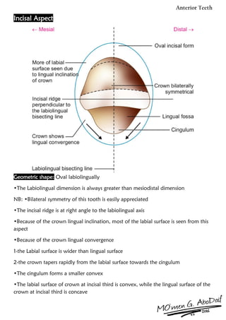 Labiolingually The Anterior Teeth | PDF