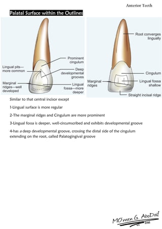 The Anterior Teeth | PDF