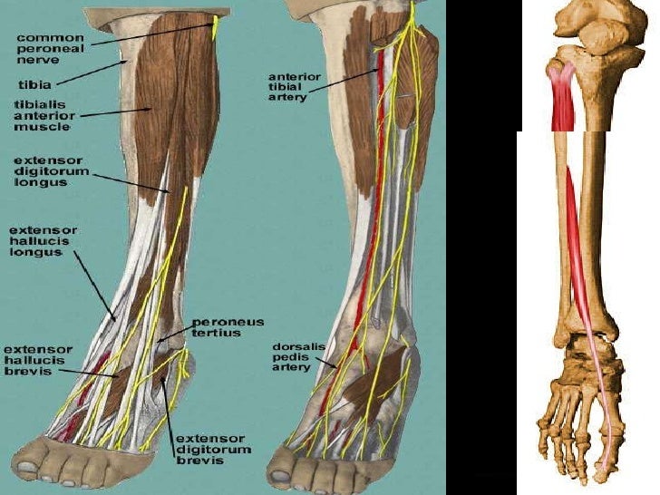 ANTERIOR AND LATERAL LEG