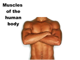 Muscles  of the human body 