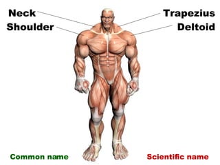 Anterior Muscles Slide 6