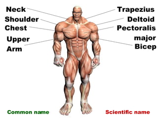 Anterior Muscles Slide 8