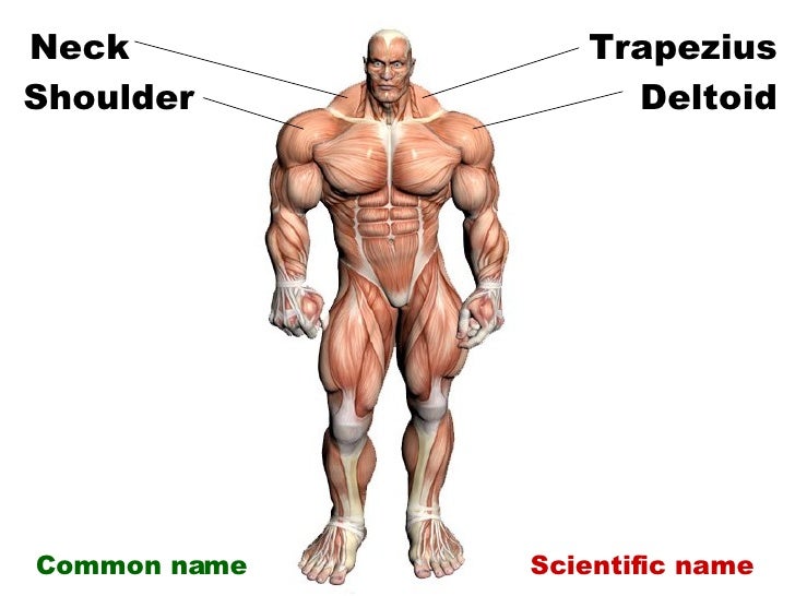 Anterior Muscles