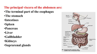 The principal viscera of the abdomen are:
•The terminal part of the esophagus
•The stomach
•Intestines
•Spleen
•Pancreas
•Liver
•Gallbladder
•Kidneys
•Suprarenal glands
 