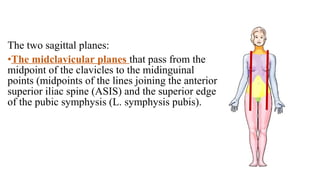 The two sagittal planes:
•The midclavicular planes that pass from the
midpoint of the clavicles to the midinguinal
points (midpoints of the lines joining the anterior
superior iliac spine (ASIS) and the superior edge
of the pubic symphysis (L. symphysis pubis).
 