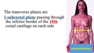The transverse planes are
1-subcostal plane passing through
the inferior border of the 10th
costal cartilage on each side
subcostal plane
 
