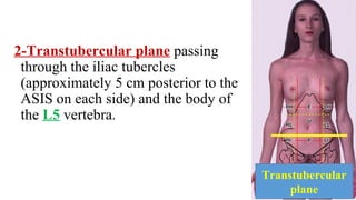 2-Transtubercular plane passing
through the iliac tubercles
(approximately 5 cm posterior to the
ASIS on each side) and the body of
the L5 vertebra.
Transtubercular
plane
 