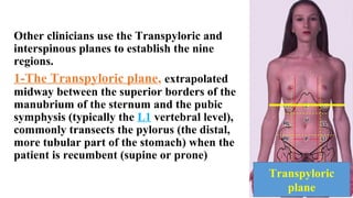 Other clinicians use the Transpyloric and
interspinous planes to establish the nine
regions.
1-The Transpyloric plane, extrapolated
midway between the superior borders of the
manubrium of the sternum and the pubic
symphysis (typically the L1 vertebral level),
commonly transects the pylorus (the distal,
more tubular part of the stomach) when the
patient is recumbent (supine or prone)
Transpyloric
plane
 