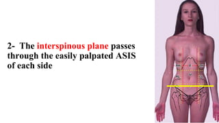 2- The interspinous plane passes
through the easily palpated ASIS
of each side
 