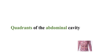Quadrants of the abdominal cavity
 