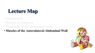 • Introduction
• Regions of abdomen
• Quadrants of the abdominal cavity
• Muscles of the Anterolateral Abdominal Wall
Lecture MapLecture Map
 