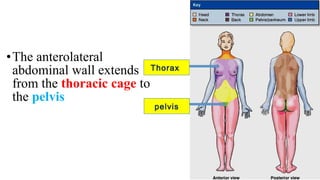 •The anterolateral
abdominal wall extends
from the thoracic cage to
the pelvis
Thorax
pelvis
 