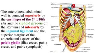 •The anterolateral abdominal
wall is bounded superiorly by
the cartilages of the 7th
to10th
ribs and the xiphoid process of
the sternum and inferiorly by
the inguinal ligament and the
superior margins of the
anterolateral aspects of the
pelvic girdle (iliac crests, pubic
crests, and pubic symphysis)
 