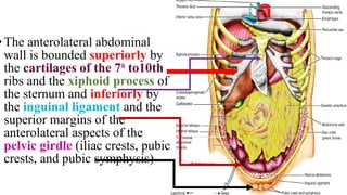 •The anterolateral abdominal
wall is bounded superiorly by
the cartilages of the 7th
to10th
ribs and the xiphoid process of
the sternum and inferiorly by
the inguinal ligament and the
superior margins of the
anterolateral aspects of the
pelvic girdle (iliac crests, pubic
crests, and pubic symphysis)
 