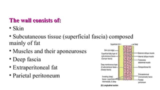 The wall consists of:The wall consists of:
• Skin
• Subcutaneous tissue (superficial fascia) composed
mainly of fat
• Muscles and their aponeuroses
• Deep fascia
• Extraperitoneal fat
• Parietal peritoneum
 