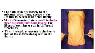 • The skin attaches loosely to the
subcutaneous tissue, except at the
umbilicus, where it adheres firmly.
• Most of the anterolateral wall includes
three musculotendinous layers; the
fibers of each layer run in different
directions.
• This three-ply structure is similar to
that of the intercostal spaces in the
thorax
 