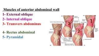 Muscles of anterior abdominal wall
1- External oblique
2- Internal oblique
3- Transvers abdominus
4- Rectus abdominal
5- Pyramidal
 