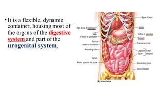 •It is a flexible, dynamic
container, housing most of
the organs of the digestive
system and part of the
urogenital system.
 