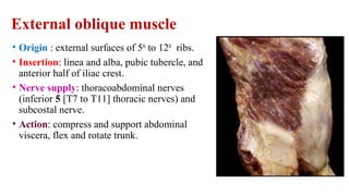 External oblique muscle
• Origin : external surfaces of 5th
to 12th
ribs.
• Insertion: linea and alba, pubic tubercle, and
anterior half of iliac crest.
• Nerve supply: thoracoabdominal nerves
(inferior 5 [T7 to T11] thoracic nerves) and
subcostal nerve.
• Action: compress and support abdominal
viscera, flex and rotate trunk.
 