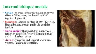 Internal oblique muscle
• Origin : thoracolumbar fascia, anterior two-
thirds of iliac crest, and lateral half of
inguinal ligament.
• Insertion: Inferior borders of 10th
- 12th
ribs,
linea alba, and pecten pubis via conjoint
tendon.
• Nerve supply: thoracoabdominal nerves
(anterior rami of inferior 6 thoracic nerves)
and first lumbar nerves
• Action: compress and support abdominal
viscera, flex and rotate trunk.
 
