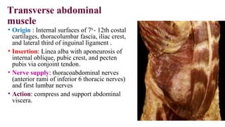 Transverse abdominal
muscle
• Origin : Internal surfaces of 7th
- 12th costal
cartilages, thoracolumbar fascia, iliac crest,
and lateral third of inguinal ligament .
• Insertion: Linea alba with aponeurosis of
internal oblique, pubic crest, and pecten
pubis via conjoint tendon.
• Nerve supply: thoracoabdominal nerves
(anterior rami of inferior 6 thoracic nerves)
and first lumbar nerves
• Action: compress and support abdominal
viscera.
 