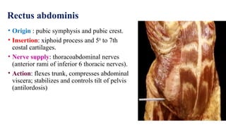 Rectus abdominis
• Origin : pubic symphysis and pubic crest.
• Insertion: xiphoid process and 5th
to 7th
costal cartilages.
• Nerve supply: thoracoabdominal nerves
(anterior rami of inferior 6 thoracic nerves).
• Action: flexes trunk, compresses abdominal
viscera; stabilizes and controls tilt of pelvis
(antilordosis)
 