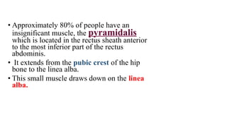 • Approximately 80% of people have an
insignificant muscle, the pyramidalis
which is located in the rectus sheath anterior
to the most inferior part of the rectus
abdominis.
• It extends from the pubic crest of the hip
bone to the linea alba.
• This small muscle draws down on the linea
alba.
 