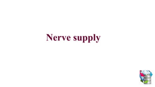 Nerve supply
 