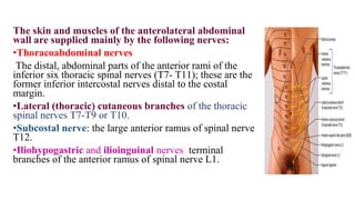 The skin and muscles of the anterolateral abdominal
wall are supplied mainly by the following nerves:
•Thoracoabdominal nerves
The distal, abdominal parts of the anterior rami of the
inferior six thoracic spinal nerves (T7- T11); these are the
former inferior intercostal nerves distal to the costal
margin.
•Lateral (thoracic) cutaneous branches of the thoracic
spinal nerves T7-T9 or T10.
•Subcostal nerve: the large anterior ramus of spinal nerve
T12.
•Iliohypogastric and ilioinguinal nerves: terminal
branches of the anterior ramus of spinal nerve L1.
 