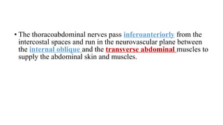 • The thoracoabdominal nerves pass inferoanteriorly from the
intercostal spaces and run in the neurovascular plane between
the internal oblique and the transverse abdominal muscles to
supply the abdominal skin and muscles.
 