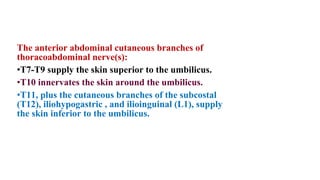 The anterior abdominal cutaneous branches of
thoracoabdominal nerve(s):
•T7-T9 supply the skin superior to the umbilicus.
•T10 innervates the skin around the umbilicus.
•T11, plus the cutaneous branches of the subcostal
(T12), iliohypogastric , and ilioinguinal (L1), supply
the skin inferior to the umbilicus.
 