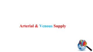 Arterial & Venous Supply
 