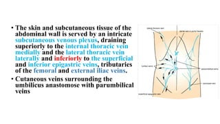 • The skin and subcutaneous tissue of the
abdominal wall is served by an intricate
subcutaneous venous plexus, draining
superiorly to the internal thoracic vein
medially and the lateral thoracic vein
laterally and inferiorly to the superficial
and inferior epigastric veins, tributaries
of the femoral and external iliac veins.
• Cutaneous veins surrounding the
umbilicus anastomose with parumbilical
veins
 