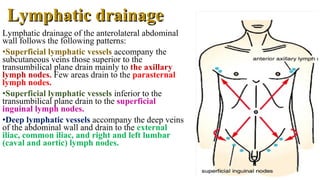 Lymphatic drainage of the anterolateral abdominal
wall follows the following patterns:
•Superficial lymphatic vessels accompany the
subcutaneous veins those superior to the
transumbilical plane drain mainly to the axillary
lymph nodes. Few areas drain to the parasternal
lymph nodes.
•Superficial lymphatic vessels inferior to the
transumbilical plane drain to the superficial
inguinal lymph nodes.
•Deep lymphatic vessels accompany the deep veins
of the abdominal wall and drain to the external
iliac, common iliac, and right and left lumbar
(caval and aortic) lymph nodes.
Lymphatic drainageLymphatic drainage
 