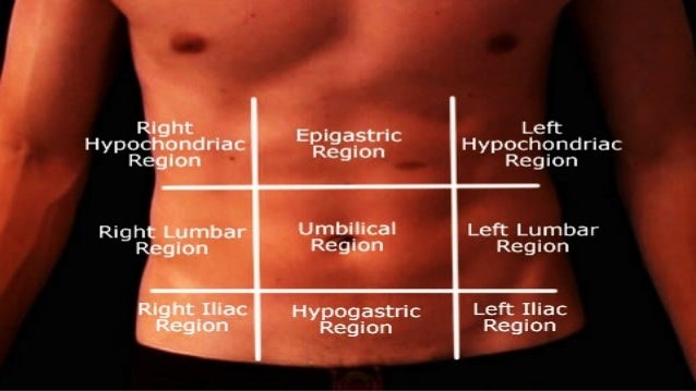 Anterior abdominal wall