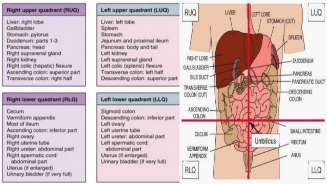 Organs In Abdominal Cavity Quadrants