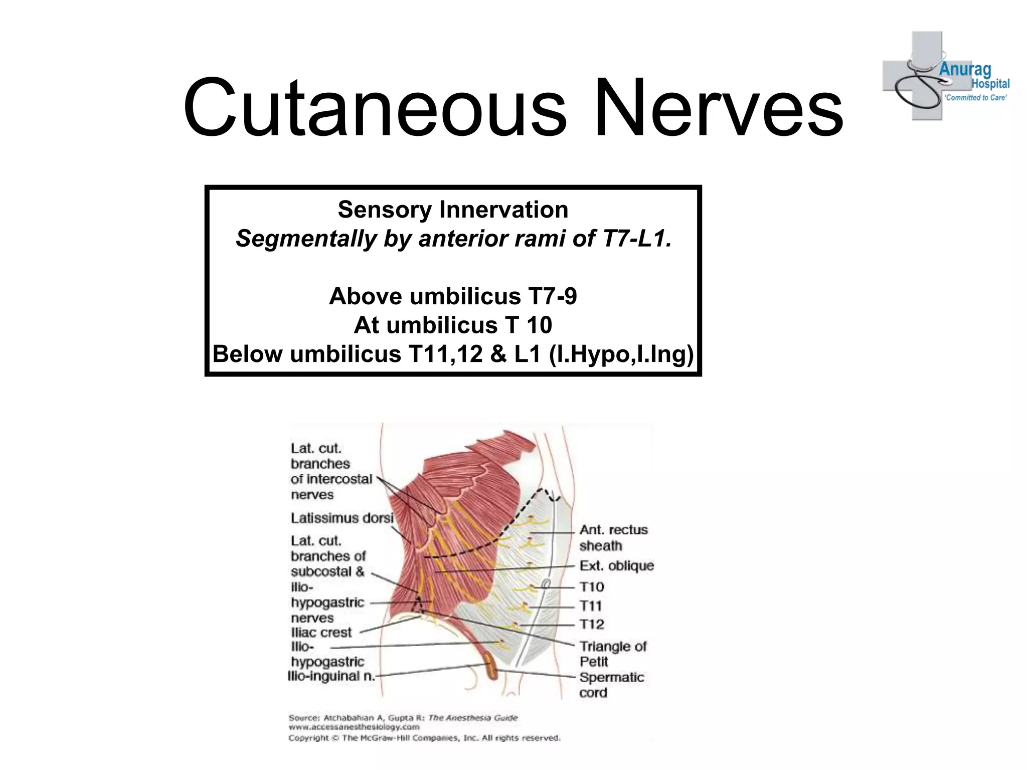 Anterior abdominal anatomy ppt | PPTX